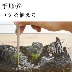 【選べる3色】苔テラリウム作製キット＜ワイドな景色をつくる＞◆解説動画付き（苔テラリウム・コケリウム） 8枚目の画像