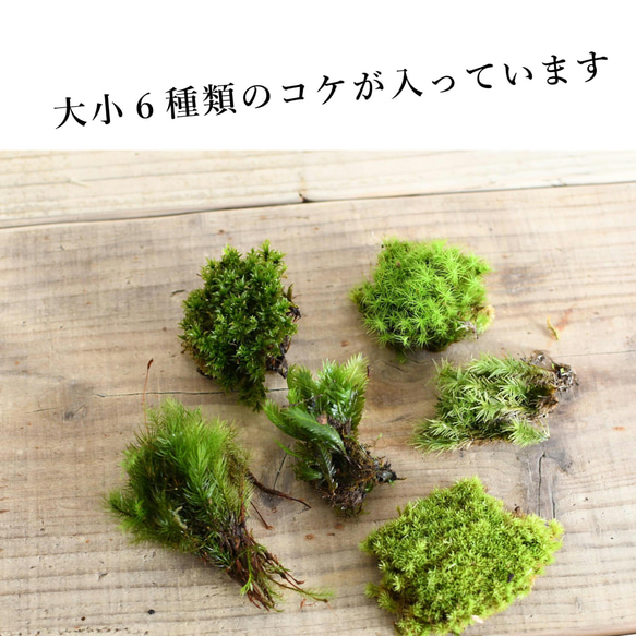 【選べる3色】苔テラリウム作製キット＜ワイドな景色をつくる＞◆解説動画付き（苔テラリウム・コケリウム） 2枚目の画像