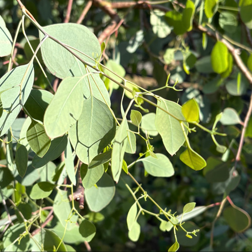 予約販売】ユーカリ スワッグ 34cm・25cm 2点セット ＊ユーカリポポ