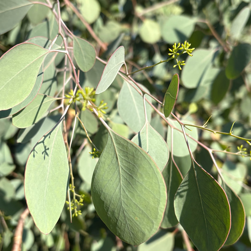 予約販売】ユーカリ スワッグ 34cm・25cm 2点セット ＊ユーカリポポ