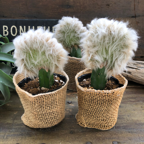 老楽♡サボ爺さん♡サボテン♡綴化♡多肉植物♡インテリア アート