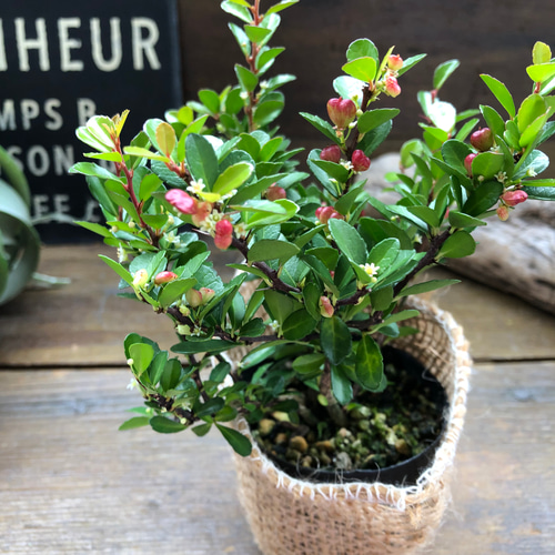 ハートのなる木♡ハートツリー♡実がいっぱい♡毎年大きく アート