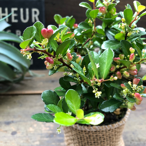 ✨✨✨オキナワハートツリー【◎良品素材】/ハート実happy♪セール♪ ハートのなる木♡ハートツリー♡実がいっぱい♡毎年大きく♡ハリ