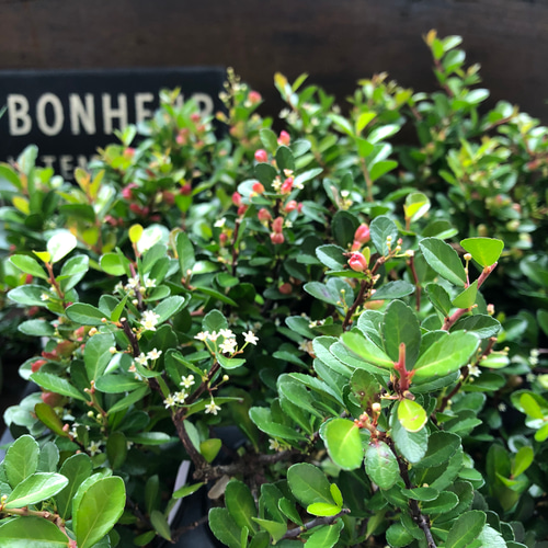 ✨✨✨オキナワハートツリー【◎良品素材】/ハート実happy♪セール♪ ハートのなる木♡ハートツリー♡実がいっぱい♡毎年大きく アート