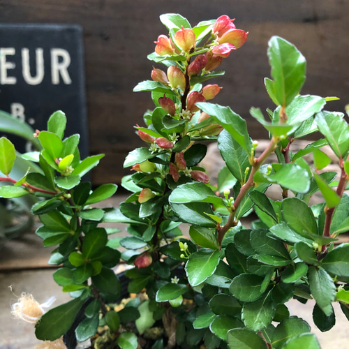 ✨✨✨オキナワハートツリー【◎良品素材】/ハート実happy♪セール♪ ハートのなる木♡ハートツリー♡実がいっぱい♡毎年大きく アート