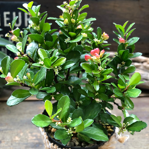 ハートのなる木♡ハートツリー♡実がいっぱい♡毎年大きく アート