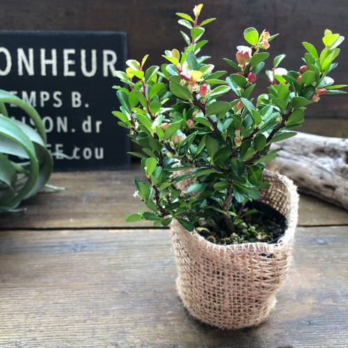 ハートのなる木♡ハートツリー♡実がいっぱい♡毎年大きく アート