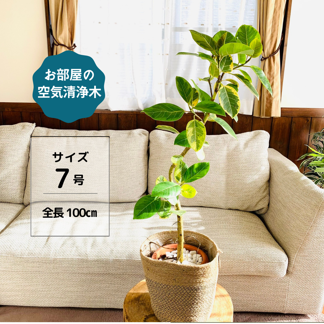 送料無料][棚卸セール]フィカス：アルテシマ（朴曲げ仕立て） 7