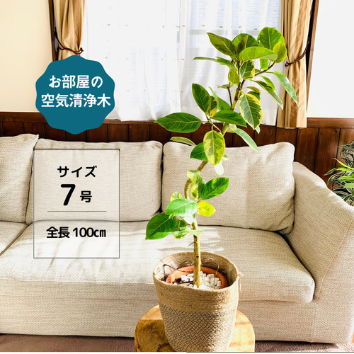 迷ったらこの子】永遠の幸せ『フィカス アルテシマ』7号 ジュード鉢