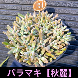 ✳️初出品✳️ バラマキ【秋麗】20㎝×20㎝ポットにたっぷり植えてます(o^^o) 1枚目の画像