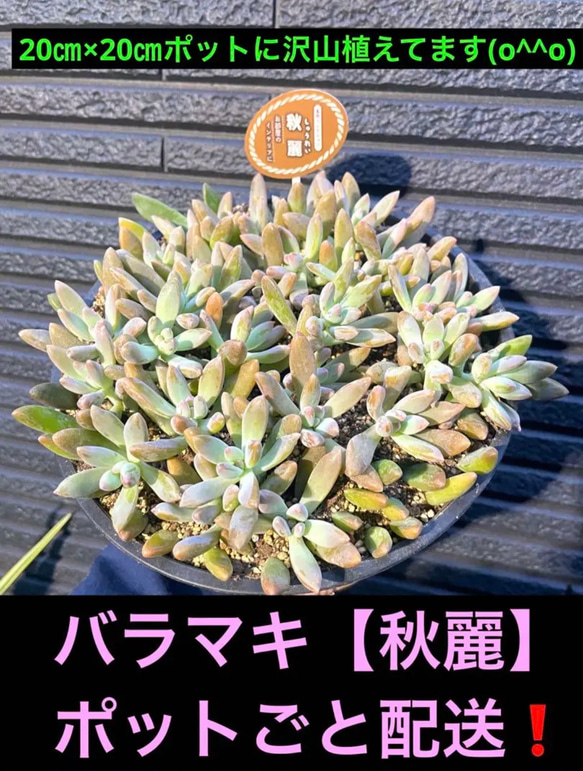 ✳️初出品✳️ バラマキ【秋麗】20㎝×20㎝ポットにたっぷり植えてます(o^^o) 1枚目の画像