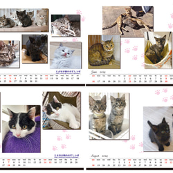 【残りわずか】＊2024年度　保護猫チャリティーカレンダー　エコリング卓上B6サイズ ♡49匹の子猫の写真満載♡ 3枚目の画像