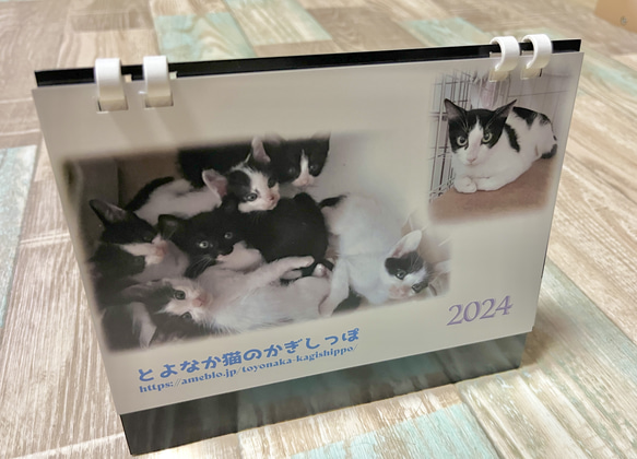 【残りわずか】＊2024年度　保護猫チャリティーカレンダー　エコリング卓上B6サイズ ♡49匹の子猫の写真満載♡ 1枚目の画像
