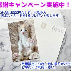 【残りわずか】＊2024年度　保護猫チャリティーカレンダー　エコリング卓上B6サイズ ♡49匹の子猫の写真満載♡ 5枚目の画像