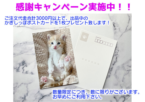 【残りわずか】＊2024年度　保護猫チャリティーカレンダー　エコリング卓上B6サイズ ♡49匹の子猫の写真満載♡ 5枚目の画像