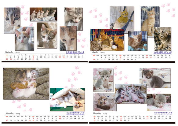 【残りわずか】＊2024年度　保護猫チャリティーカレンダー　エコリング卓上B6サイズ ♡49匹の子猫の写真満載♡ 4枚目の画像