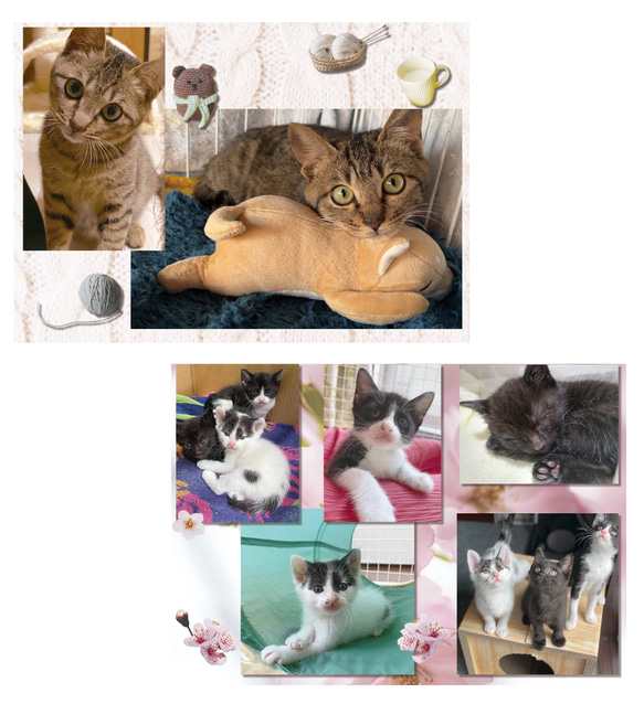 【残りわずか】＊2024年度　保護猫チャリティーカレンダー　中とじA４サイズ ♡19匹の子猫の写真満載♡ 3枚目の画像