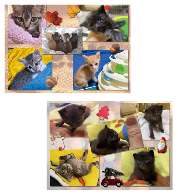 【残りわずか】＊2024年度　保護猫チャリティーカレンダー　中とじA４サイズ ♡19匹の子猫の写真満載♡ 5枚目の画像