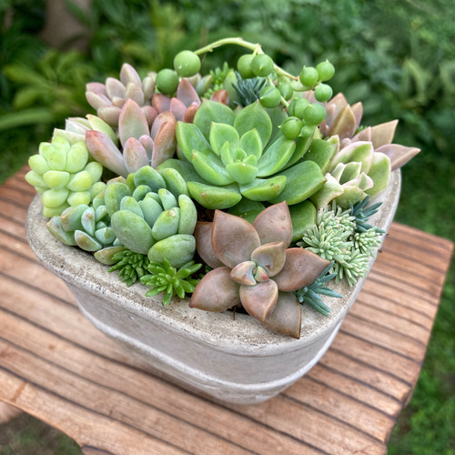 多肉植物 多肉セダムの寄せ植え セメント鉢 多肉植物 galleryk's GONZU