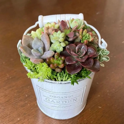 Amazon.co.jp: そのまま飾れる多肉植物寄せ植え 鍋鉢 管理書付