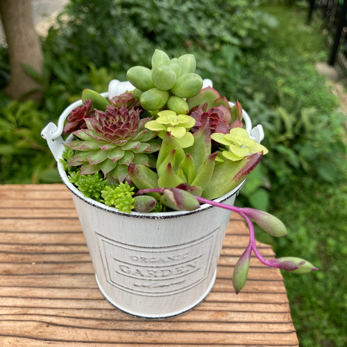 多肉植物寄せ植えそのまま飾れる 取っ手付きバケツ型ポット 多肉