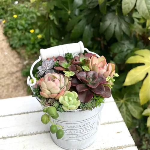 多肉植物寄せ植えそのまま飾れる 取っ手付きバケツ型ポット 多肉 多肉植物寄せ植えそのまま飾れる 取っ手付きバケツ型ポット 多肉
