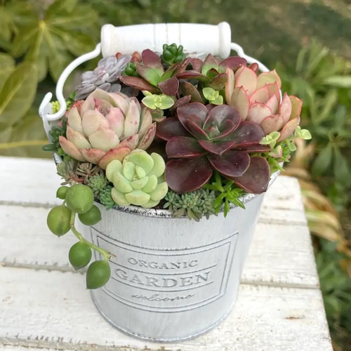 多肉植物寄せ植えそのまま飾れる 取っ手付きバケツ型ポット 多肉
