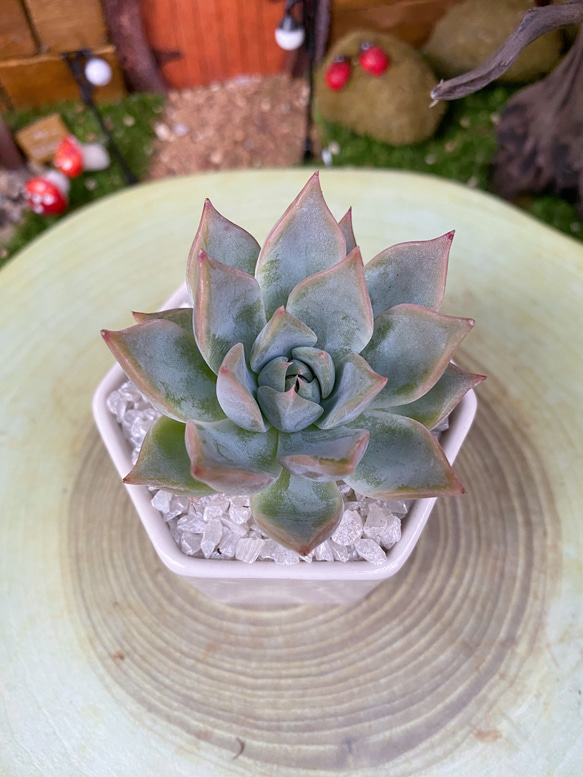 多肉植物 スティルハート