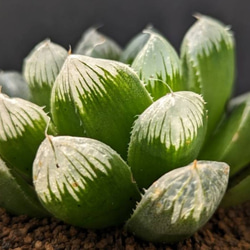 レアサボテンコレクション・マミラリア属・ピコモンストinわけけのお店