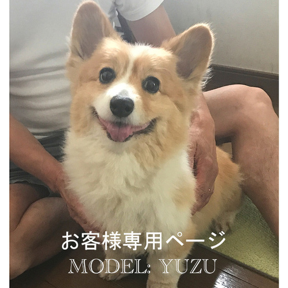 【お客様専用ページ_ゆずちゃん】羊毛フェルト、犬ぬいぐるみ、フェルト犬、ペットメモリアル、オーダーメイド 2枚目の画像