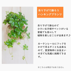 大人気♡長～い♡『ルビーグリーンネックレス』ハンギングアロマ鉢　4号　受け皿キャップ付き　観葉植物　インテリア 8枚目の画像