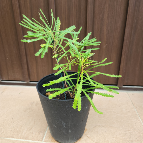 ヘアピンバンクシア スピヌロサ 鉢植え ワイルドフラワー 苗 盆栽