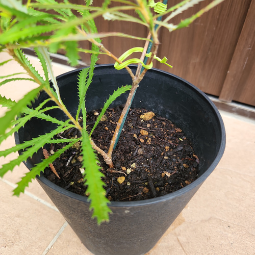 ヘアピンバンクシア スピヌロサ 鉢植え ワイルドフラワー 苗 盆栽