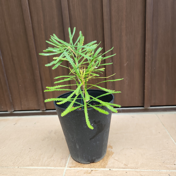 ヘアピンバンクシア スピヌロサ 鉢植え ワイルドフラワー 苗 盆栽