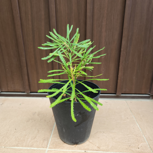 ヘアピンバンクシア スピヌロサ 鉢植え 苗木 ワイルドフラワー ロック