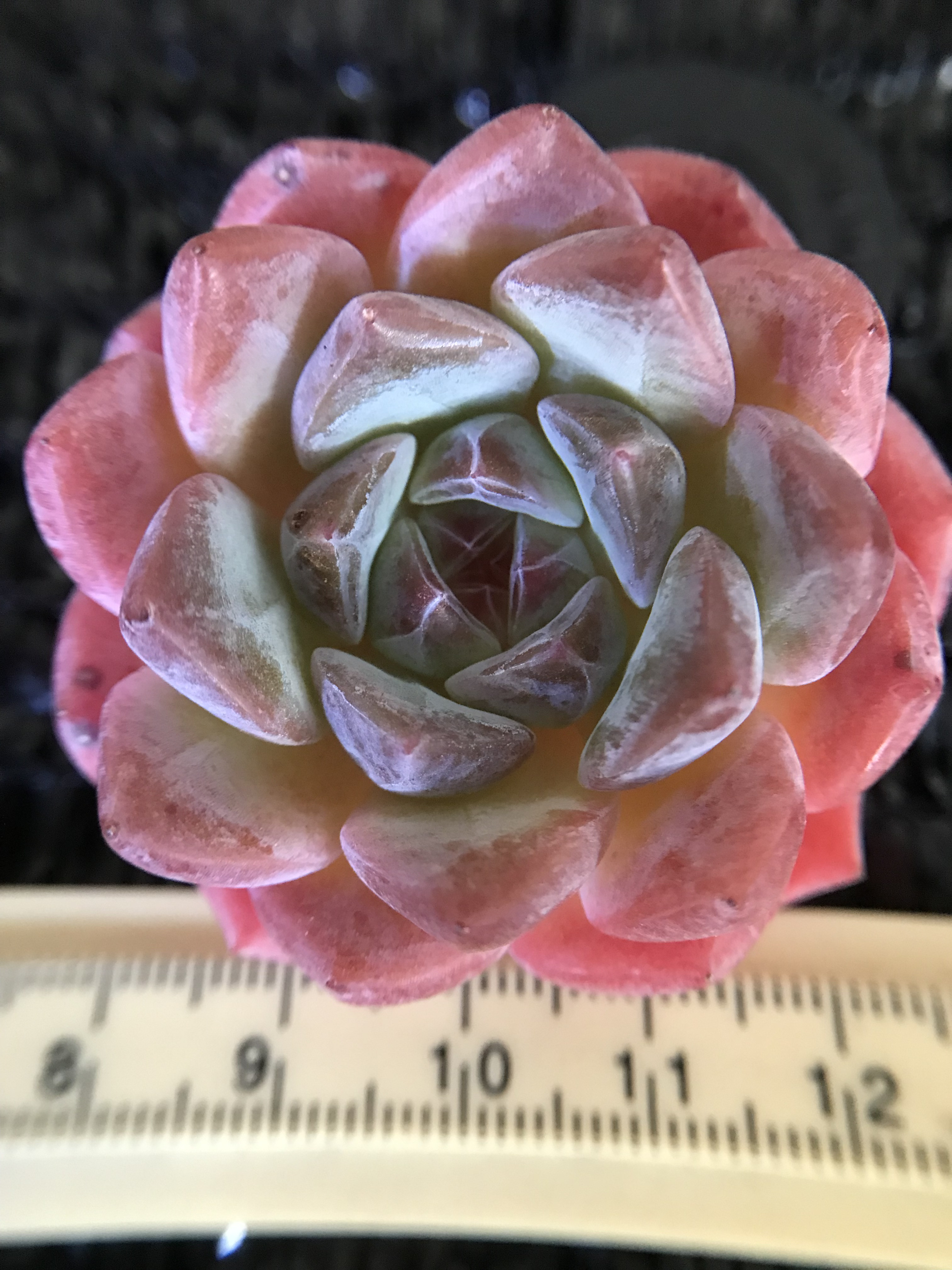 レア　韓国苗　エケベリア　桜キャンディークリスタル　4-5cm   抜き苗　1株 レア新品種 多肉植物 エケベリア 桜キャンディークリスタル