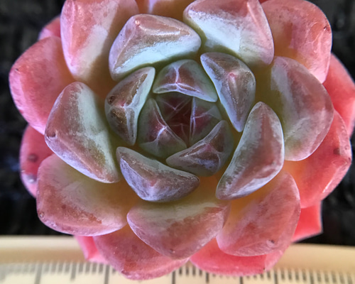 4c7da641e9bbfcee3a02e9dfea22b2