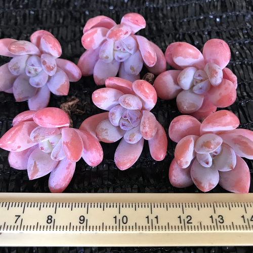 Top【選抜株】多肉植物　24951グリーノビア錦 54個　鉢無し ⑧多肉植物 グリーノビア 悦色 9cm鉢 抜き苗 4株 小さめ - メルカリ