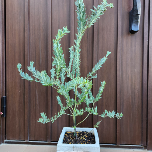 花芽 ミモザアカシア プルプ パープ 鉢植え19 苗 苗木 蕾 花芽 ミモザアカシア プルプ パープ 鉢植え19 苗 苗木 蕾