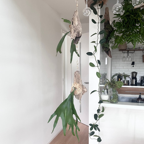 ビカクシダ 木製ボード付き 楽天市場】ビカクシダ（サイズ（植木鉢）～ 3号）（花・ガーデン