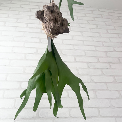 ビカクシダ コウモリラン モビール 観葉植物 BMS313 その他