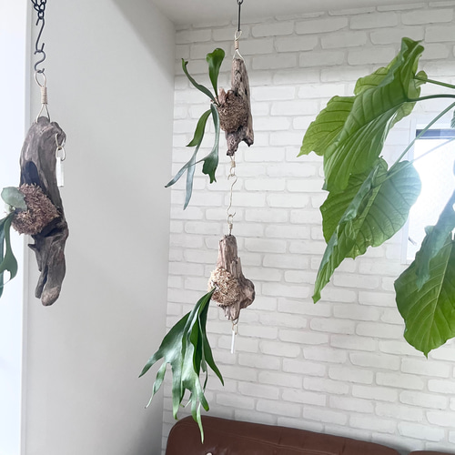 まさまる　ビカクシダ まさまる様 専用 ビカクシダ