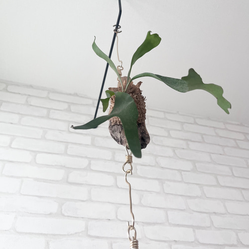 ビカクシダ KEN3 ビカクシダ KEN3 nUna954Y29qTgyxZ6qpW97JH8YiKpr