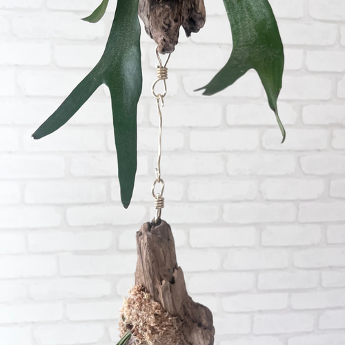 ビカクシダ 木製ボード付き 楽天市場】ビカクシダ（サイズ（植木鉢）～ 3号）（花・ガーデン