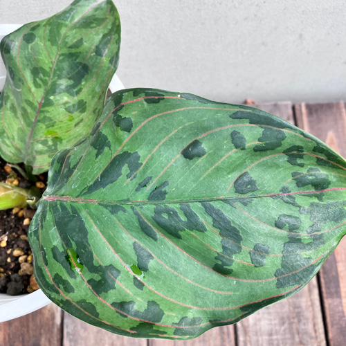 超希少種アグラオネマ＊レッドアーミー＊ビックアーミー＊観葉植物