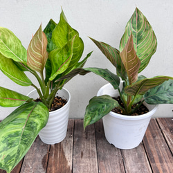 アグラオネマ レッドアーミー 1 陶器鉢 お皿付き アグラオネマ レッドアーミー 1 陶器鉢 お皿付き 楽天市場