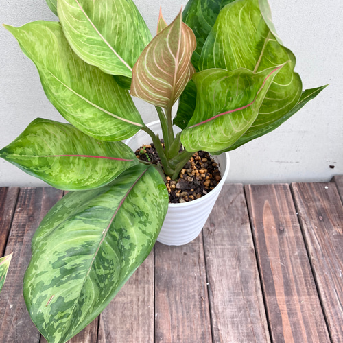 アグラオネマ　メタリカ　希少種　レア アグラオネマ メタリカ 希少種 レア アグラオネマ メタリカ 希少種