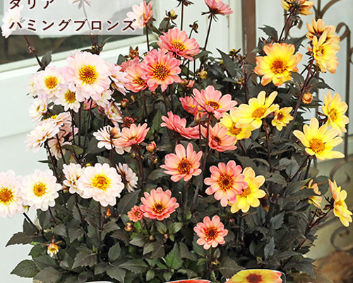 9b4756f97a386d7cc65a34bf7eaad1