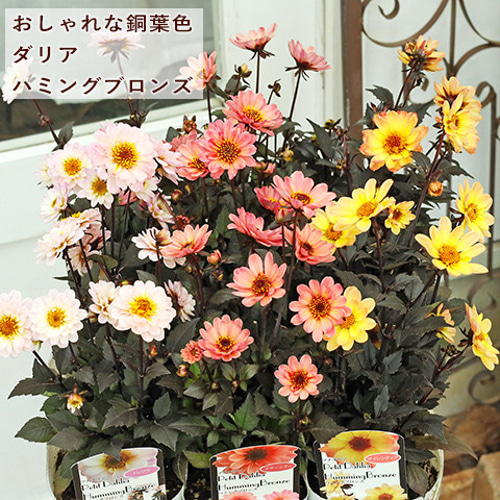 特価＊トラディスカンティア フルミネンシス バリエガータ＊抜き苗＊白