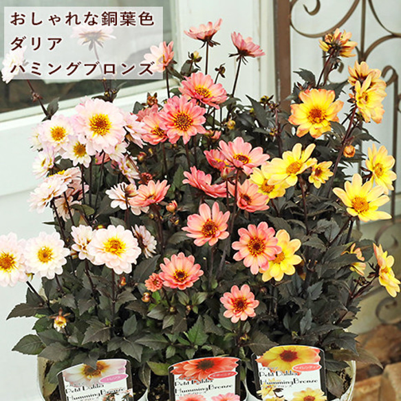 再入荷花苗 プチダリア ハミングブロンズ エタニティ サイレン